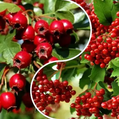 Комплект БУДЬ ЗДОРОВ в Волковыске