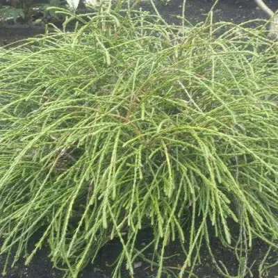 Туя ФИЛИФОРМИС   в Волковыске