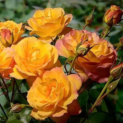 Роза САХАРА плетистая в Волковыске