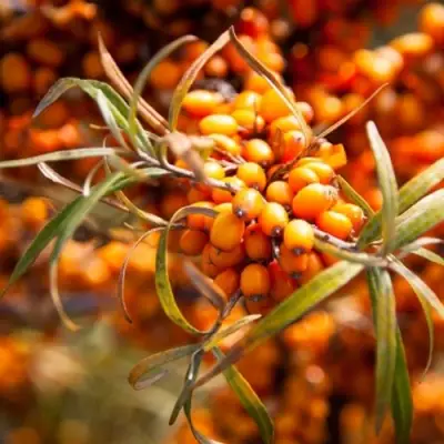 Облепиха ФИНСКАЯ в Волковыске