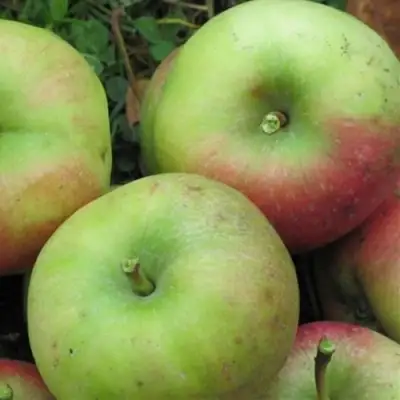 Яблоня ПАМЯТЬ СИКОРЫ в Волковыске