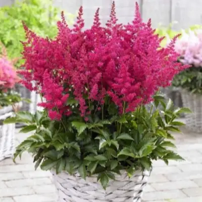 Астильба ЛАКИ ДЕЙ Арендса в Волковыске