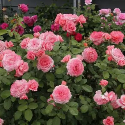 Роза ИНСТИТУТ ЛЮМЬЕР шраб в Волковыске