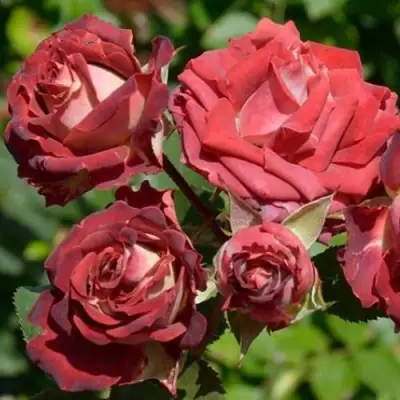 Роза ТИРАМИСУ спрей в Волковыске