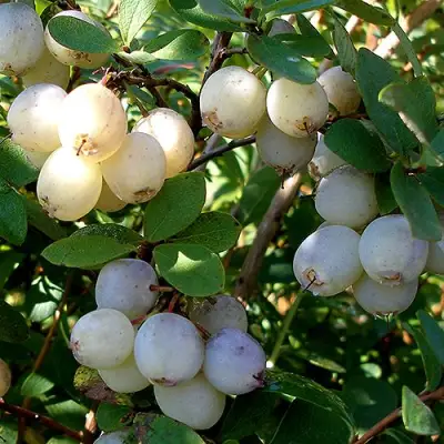 Голубика СНЕГУРОЧКА в Волковыске