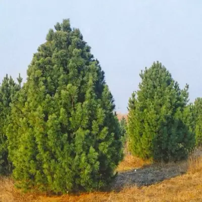 Сосна черная ПИРАМИДАЛИС в Волковыске