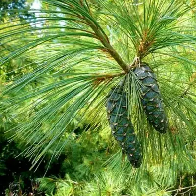 Сосна гриффита в Волковыске