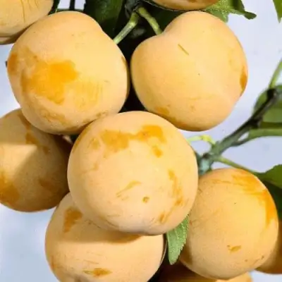 Слива РЕНКЛОД ранний в Волковыске