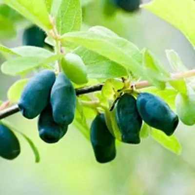 Жимолость съедобная АМФОРА в Волковыске