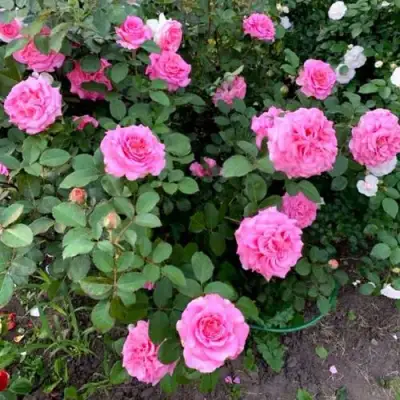 Роза ЭШЛИ чайно-гибридная в Волковыске