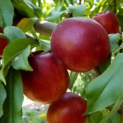 Нектарин ФАНТАЗИЯ в Волковыске