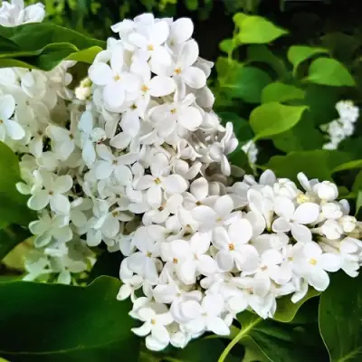 Сирень МАЛЕНЬКИЙ ПРИНЦ в Волковыске