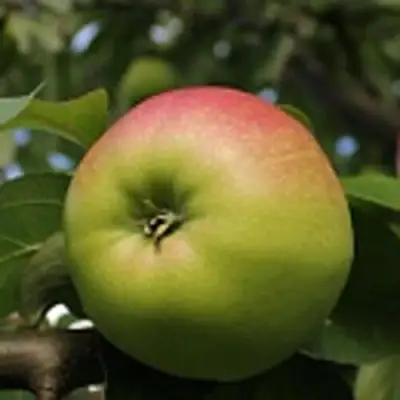 Яблоня СОКОЛОВСКОЕ стелющаяся в Волковыске