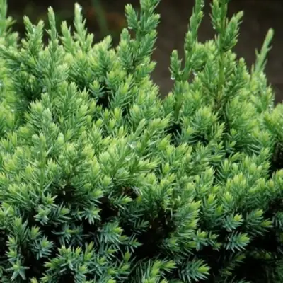 Можжевельник ХОЛГЕР чешуйчатый в Волковыске