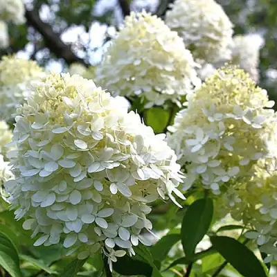 Гортензия БОМБШЕЛ метельчатая в Волковыске