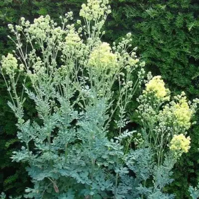 Василистник ГЛАУКУМ желтый в Волковыске