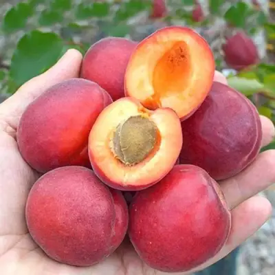 Абрикос РУБИСТА в Волковыске