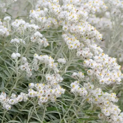 Анафалис ЖЕМЧУЖНЫЙ в Волковыске