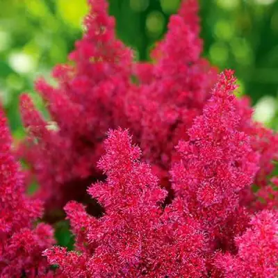 Астильба КОБЛЕНЦ японская в Волковыске