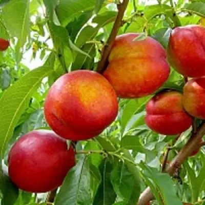 Нектарин ХАРБЛЕЙЗ в Волковыске