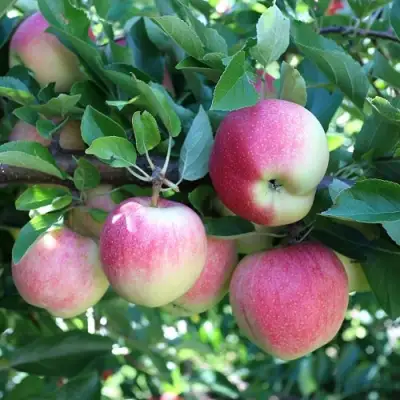 Яблоня ГРУШОВКА МОСКОВСКАЯ в Волковыске