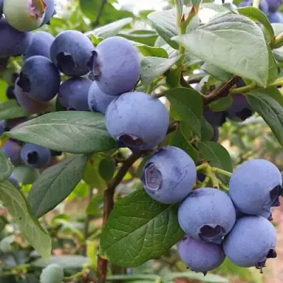 Голубика БЛЮГОЛД в Волковыске