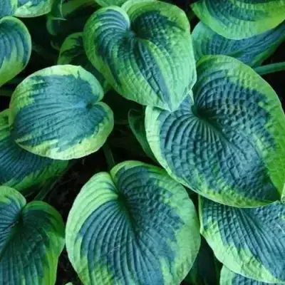 Хоста ТОКУДАМА ФЛАВОЦИРЦИНАЛИС гибридная в Волковыске