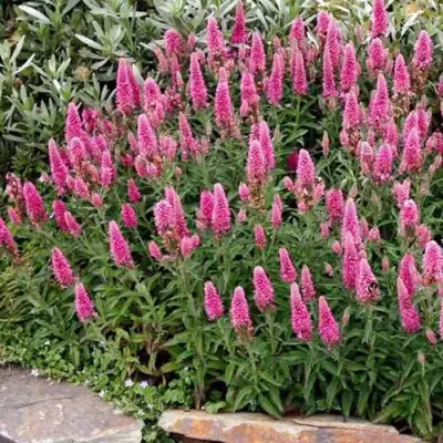 Вероника РОЗЕА колосковая в Волковыске