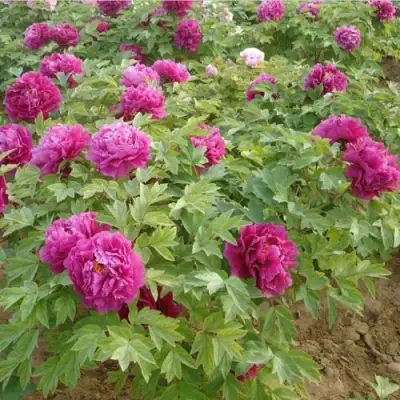 Пион КИТАЙСКИЙ ШЕЛК травянистый в Волковыске