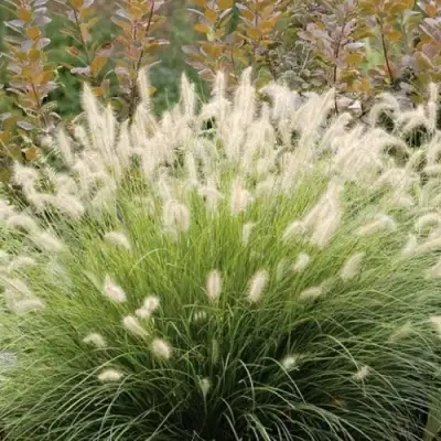 Пеннисетум ХАМЕЛН в Волковыске