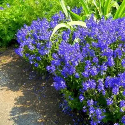 Вероника РОЯЛ БЛЮ большая в Волковыске