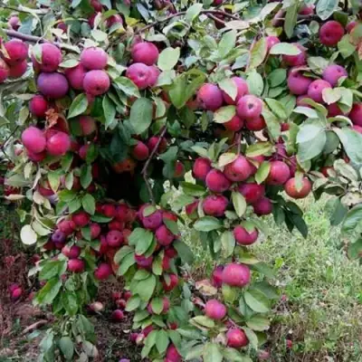 Яблоня ФЛОРИНА в Волковыске