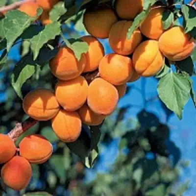 Абрикос ХАРКОТ в Волковыске