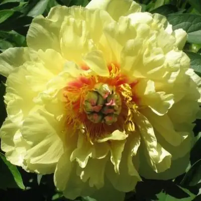 Пион ЗОЛОТАЯ КОРОНА древовидный в Волковыске