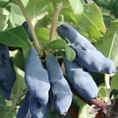 Жимолость съедобная НИМФА (ГАММА) в Волковыске