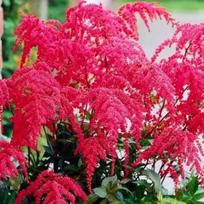 Астильба РЕД ЧАРМ Арендса в Волковыске