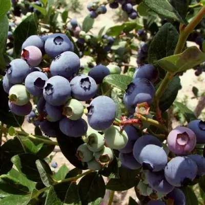 Голубика ЭЛИЗАБЕТ в Волковыске