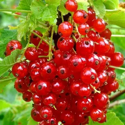 Смородина красная НЕНАГЛЯДНАЯ в Волковыске