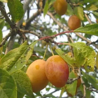 Слива НАТАША в Волковыске