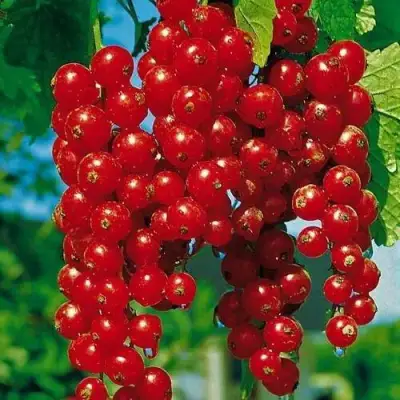 Смородина красная РОВАДА в Волковыске