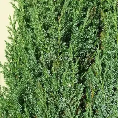 Можжевельник ХИБЕРНИКА обыкновенный  в Волковыске