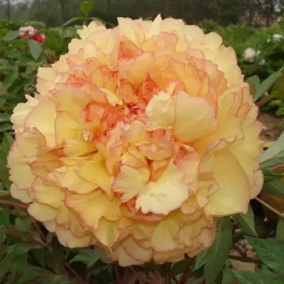 Пион ЗОЛОТАЯ РОССЫПЬ древовидный в Волковыске