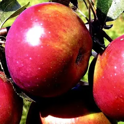 Яблоня ВЕСЯЛИНА в Волковыске