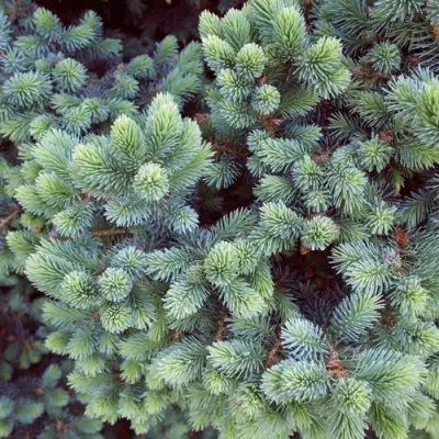 Ель ЭХИНИФОРМИС сизая в Волковыске