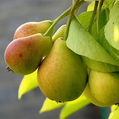 Груша СЕВЕРЯНКА в Волковыске