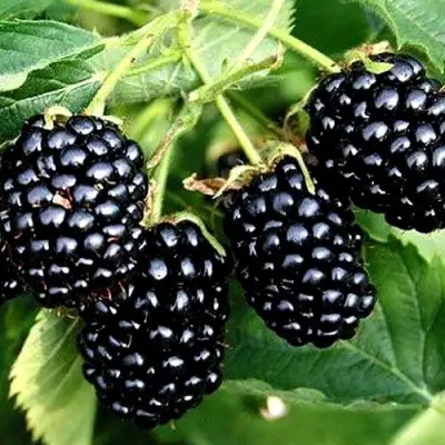 Ежевика ПРАЙМ АРК ТРЕВЕЛЕР ремонтантная  в Волковыске