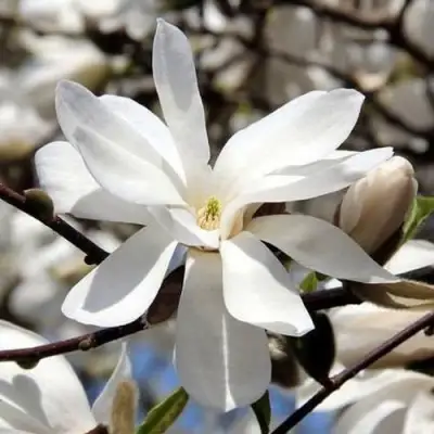 Магнолия ЛЕБНЕРА МЕРРИЛЛ в Волковыске