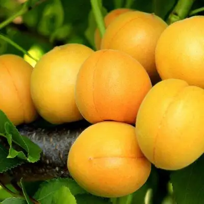 Абрикос ЦАРСКИЙ в Волковыске