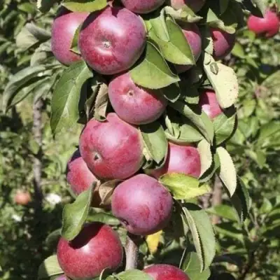 Яблоня ЕСЕНИЯ колонновидная в Волковыске