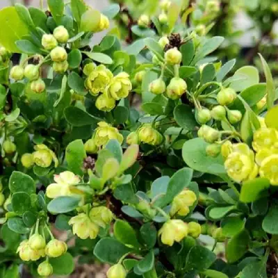 Барбарис КОБОЛЬД тунберга в Волковыске